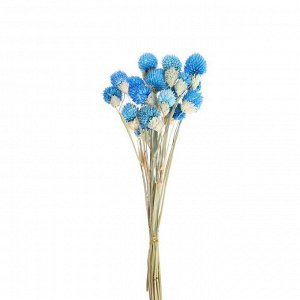 Сухоцвет «Гомфрена шаровидная» набор 20 шт., цвет голубой