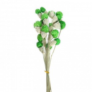Сухоцвет «Гомфрена шаровидная» набор 20 шт., цвет зелёный