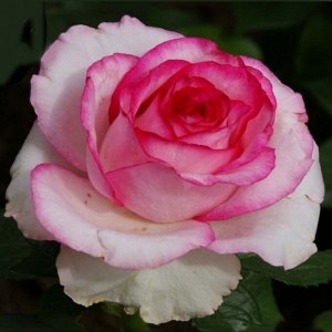 Роза белла вита/чайно-гибридная