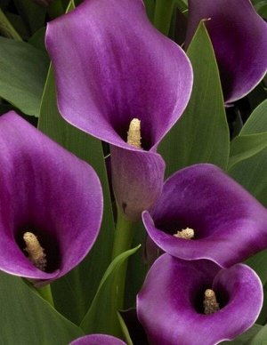 Калла группа  SEMI. 
Цвет - фиолетовый.
Высота растения: 45-65 cm