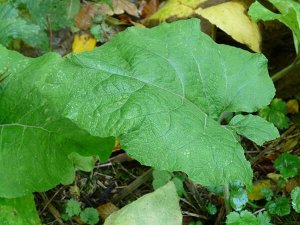 Сок лопуха майского (лист), 100 мл