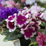 ФИАЛКИ. Свежесрезанные листы