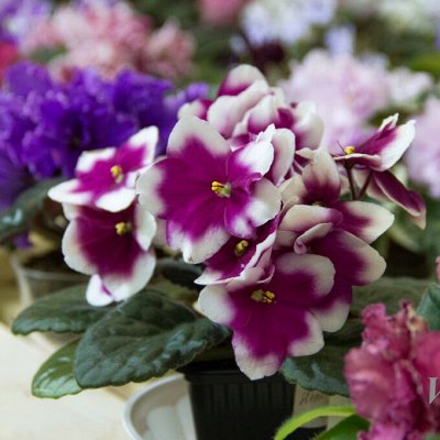 Цветочный дворик: большой выбор комнатных растений! 🌱 — ФИАЛКИ. Свежесрезанные листы