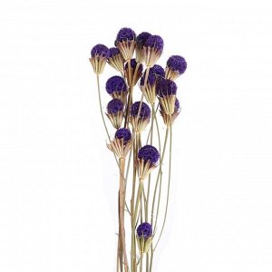 Сухоцвет «Ликвидамбара» 35 г, цвет фиолетовый