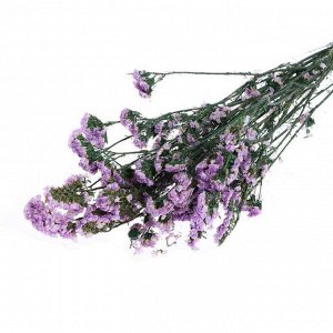 Сухоцвет «Статица» 100 г, цвет фиолетовый