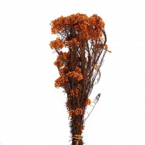 Сухоцвет «Озотамнус» 60 г, цвет кирпичный