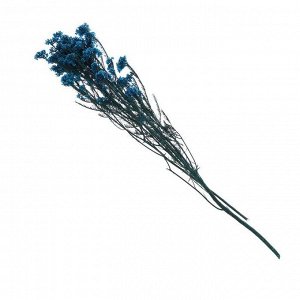 Сухоцвет «Озотамнус» 60 г, цвет синий