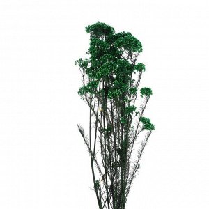 Сухоцвет «Озотамнус» 60 г, цвет темно-зелёный