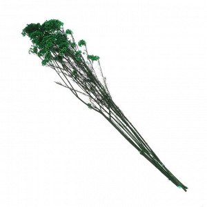 Сухоцвет «Озотамнус» 60 г, цвет темно-зелёный