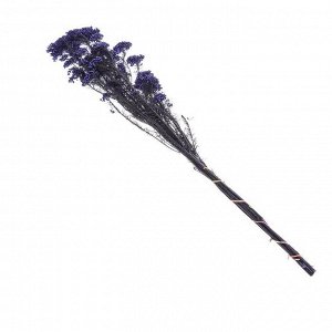 Сухоцвет «Озотамнус» 60 г, цвет фиолетовый