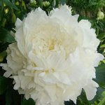 Пион Mrs. J.V. Edlund