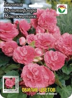 Бегония Мультифлора Максима Пинк 5/6 3шт (Сиб сад)