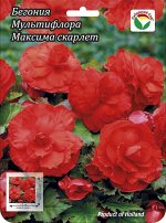Бегония Мультифлора Максима Скарлет 5/6 3шт (Сиб сад)