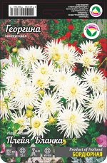 Георгина Плейя Бланка 1шт (Сиб сад)