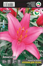 Лилия Занелла (ЛА гибрид) 12/14 7шт (Сиб сад)