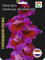 Гладиолус Вельвет Айс 10/12 7шт (Сиб сад)