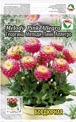 Георгина Мелоди Пинк Аллегро 1шт (Сиб сад)