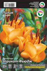 Лилия Эприкот Фьюдж (ЛА гибрид) 10/12 3шт (Сиб сад)