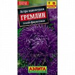 Астра Гремлин фиолетовая (Аэлита)