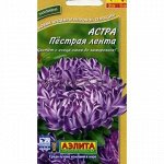 Астра Пестрая лента (Аэлита)