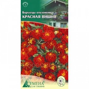 Бархатцы Красная вишня отклоненные, 0,3г (цв.)