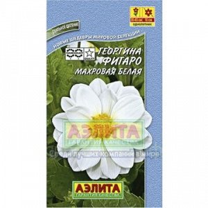 Георгина Фигаро белый, махровый (Аэлита)