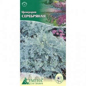 Цинерария Серебряная, 0,08г (цв.)