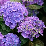 Саженцы Декоративных и Цветущих 🌸 Весна