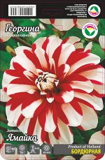 Георгина Ямайка 1шт (Сиб сад)