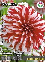 Георгина Санта Клаус 1шт (Сиб сад)