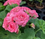 пеларгония Grainger&#039;s Antigue Rose