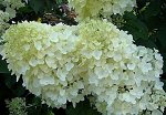 Гортензия метельчатая Сильвер Доллар (P9)