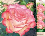 Роза Соверен ЧГ 1шт (Сиб сад)