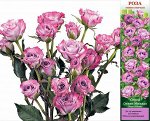 Роза Океан Микадо (Спрей) 1шт (Сиб сад)