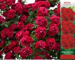 Роза Фламментанц П 1шт (Сиб сад)