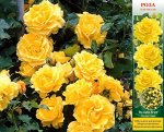 Роза Голден Гейт (Плетистая) 1шт (Сиб сад)