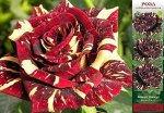 Роза Фокус Покус (Чайно-гибридная) 1шт (Сиб сад)