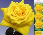 Роза Желтый остров (Чайно-гибридная) 1шт (Сиб сад)
