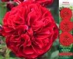 Роза Мона Лиза (Флорибунда) 1шт (Сиб сад)