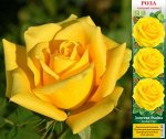 Роза Золотая рыбка (Чайно-гибридная) 1шт (Сиб сад)