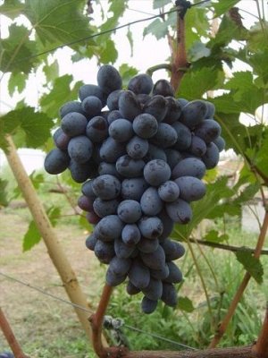 Виноград Ранний Магарача (Код: 71881)