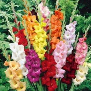 Гладиолус Смесь Крупноцветковых(5) (Код: 82140)