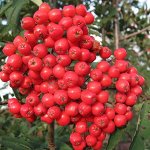 Кустарники и деревья пл-дек. Платим вторую часть. Новость