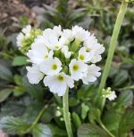 Примула белая на ножке садовая