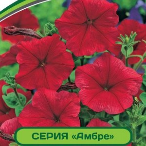 Петуния Амбре Вителия F1 многоцветковая каскадная