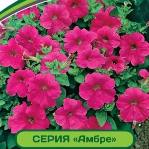 Петуния Амбре Розетта F1 многоцветковая каскадная