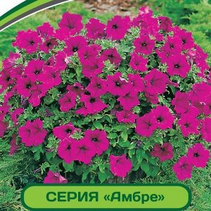 Петуния Амбре Элоиз F1 многоцветковая каскадная