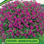 Петуния Вивальди Вуаль F1 многоцветковая ампельная