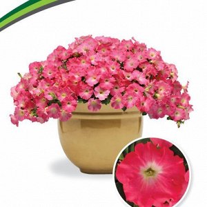 Петуния Изи Вейв Рози Доун многоцветковая каскадно-ампельная