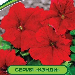 Петуния Кэнди Джолиана F1 крупноцветковая прямостоячая
